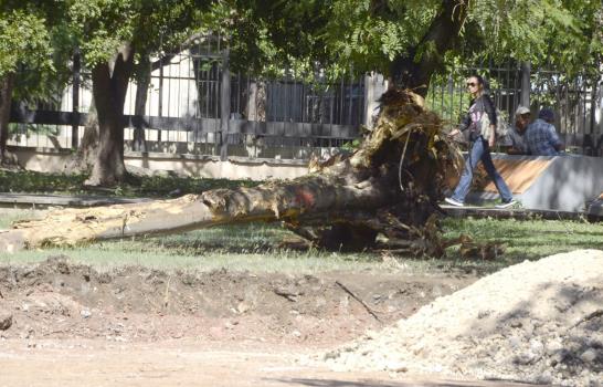 Se inicia el derribo de árboles en Plaza de la Cultura para construir un  parqueo - Diario Libre