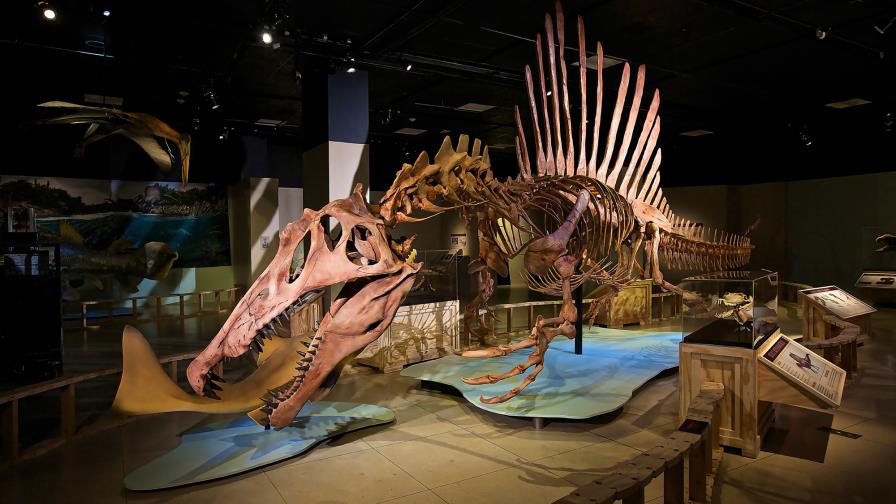 El Museo de Historia Natural de Berlín rastrea el ecosistema del Spinosaurus