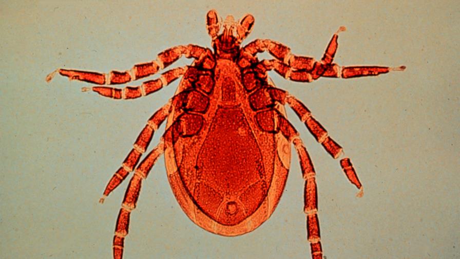 Secuencian primer genoma de una garrapata transmisora de varias enfermedades