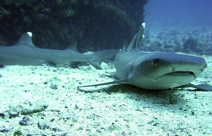Más calor, más tiburones y más gente hacen de 2015 un año récord en ataques