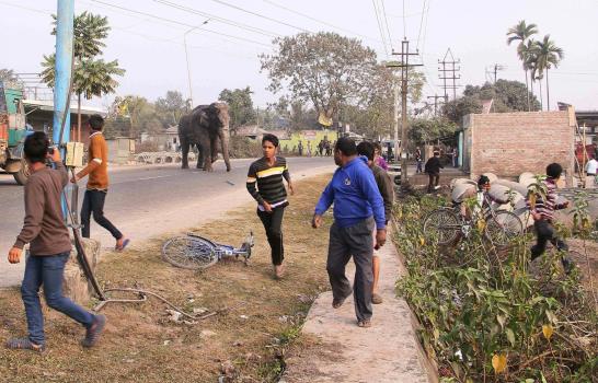 Una elefanta perdida destroza un poblado en la India