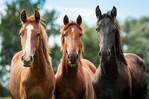 Los caballos pueden distinguir las expresiones faciales humanas, seg&uacute;n un estudio