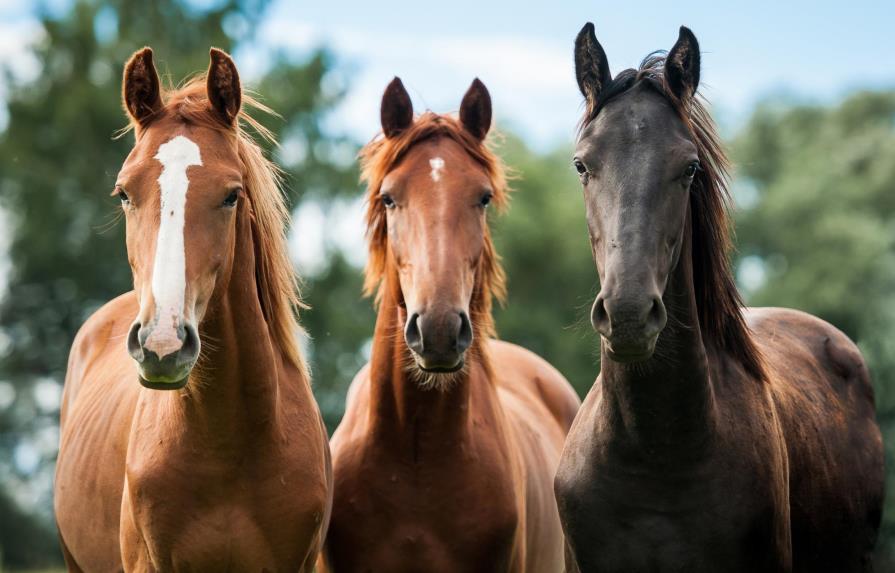 Los caballos pueden distinguir las expresiones faciales humanas, según un estudio
