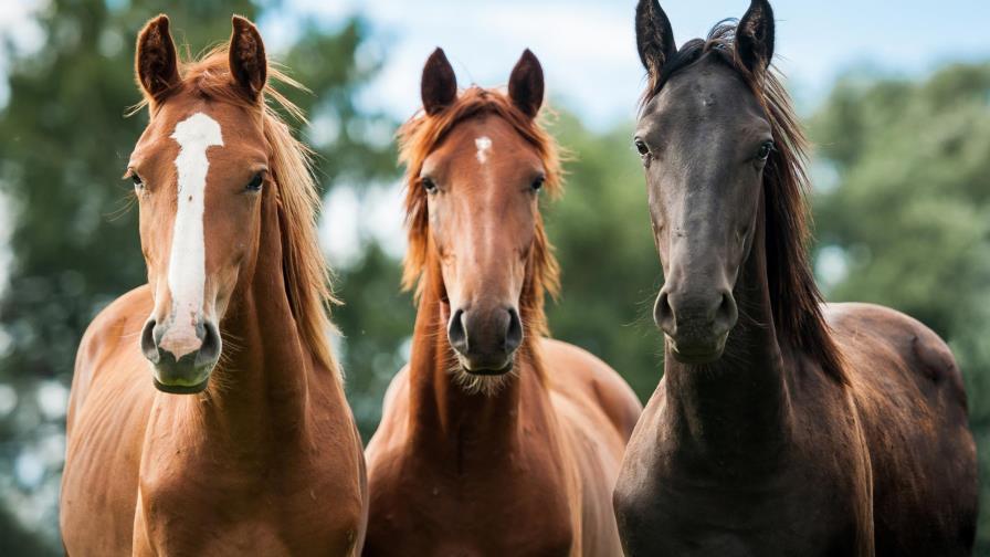 Los caballos pueden distinguir las expresiones faciales humanas, según un estudio