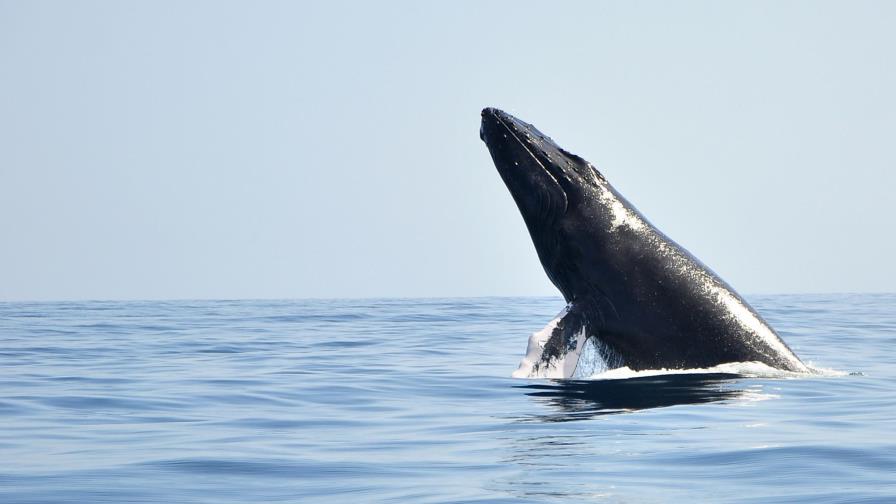 Miles de personas visitan el santuario de las Ballenas Jorobadas en Samaná Miles de personas visitan el santuario de las Ballenas Jorobadas en Samaná