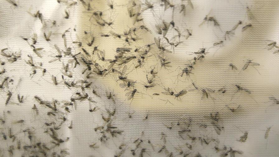 Detectan 32 nuevos casos sospechosos de zika en el país