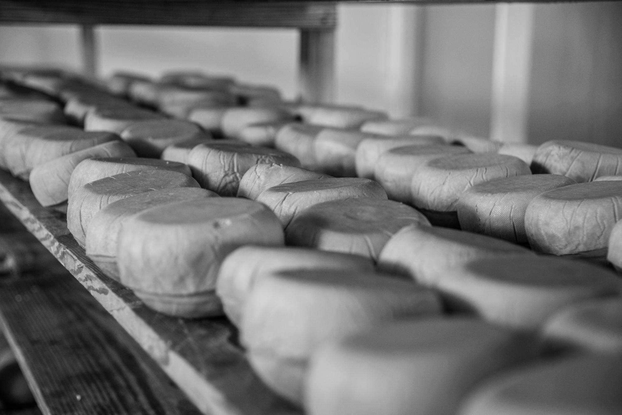 Quesos en proceso de curación en un almacén de la fábrica. 