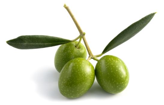  El olivo es un árbol de linaje bíblico y con muchas historias