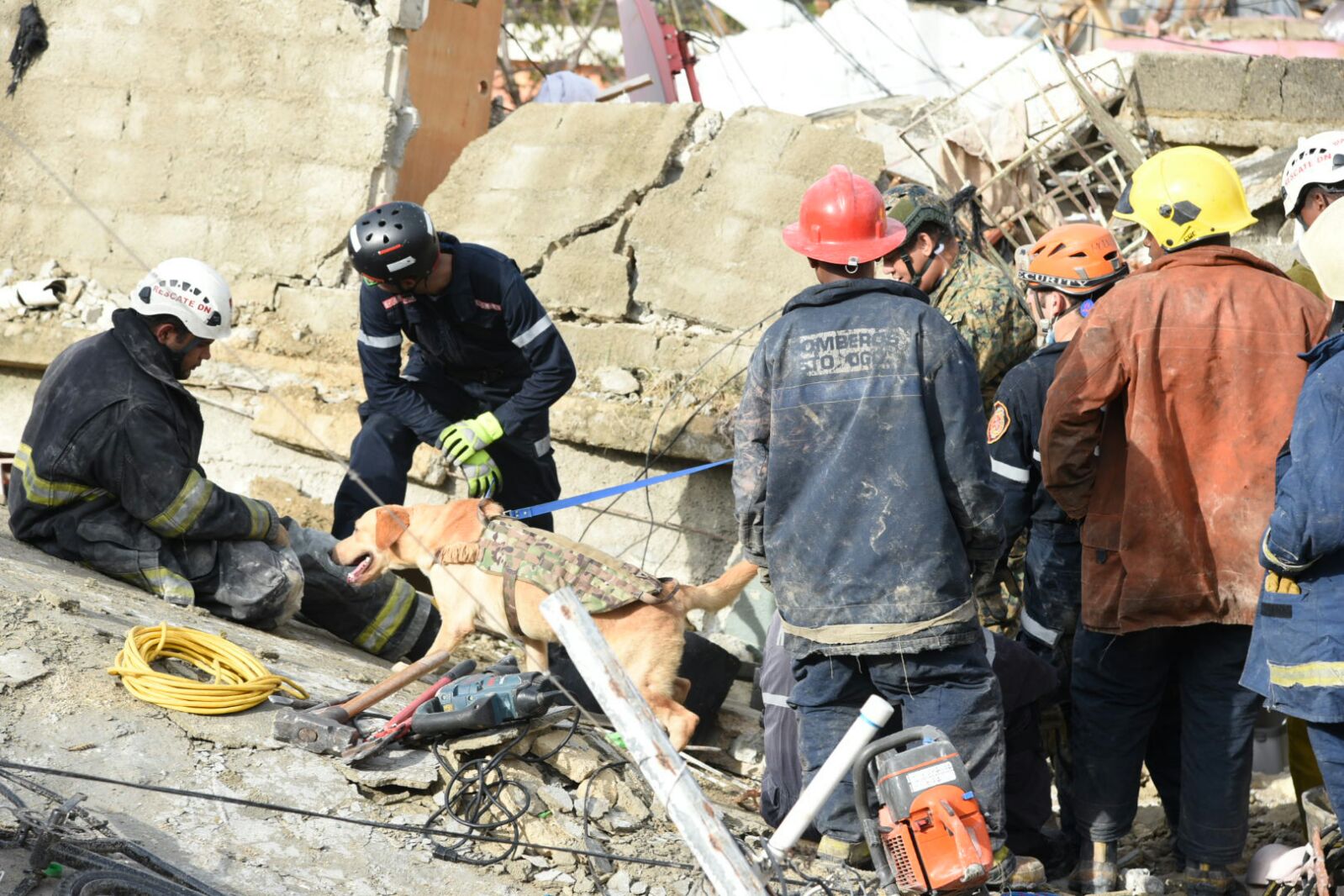 Utilizan unidades caninas para detectar a las víctimas.