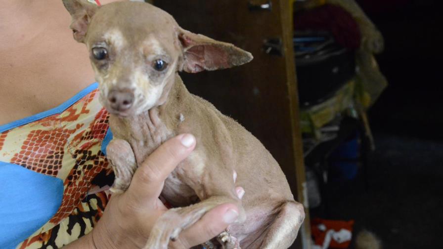 Perrita “Chiqui” salva vida de familia durante explosión de envasadora en Los Ríos