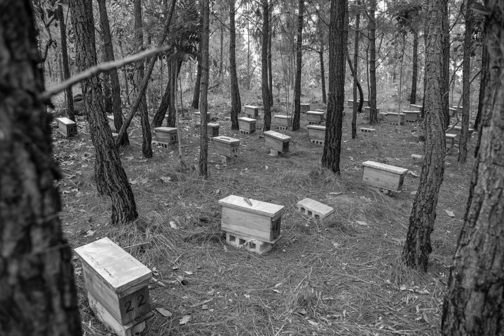 José Santiago de la Rosa, presidente de la Asociación de Apicultores La Fronteriza de Dajabón es propietario de 50 colmenas.