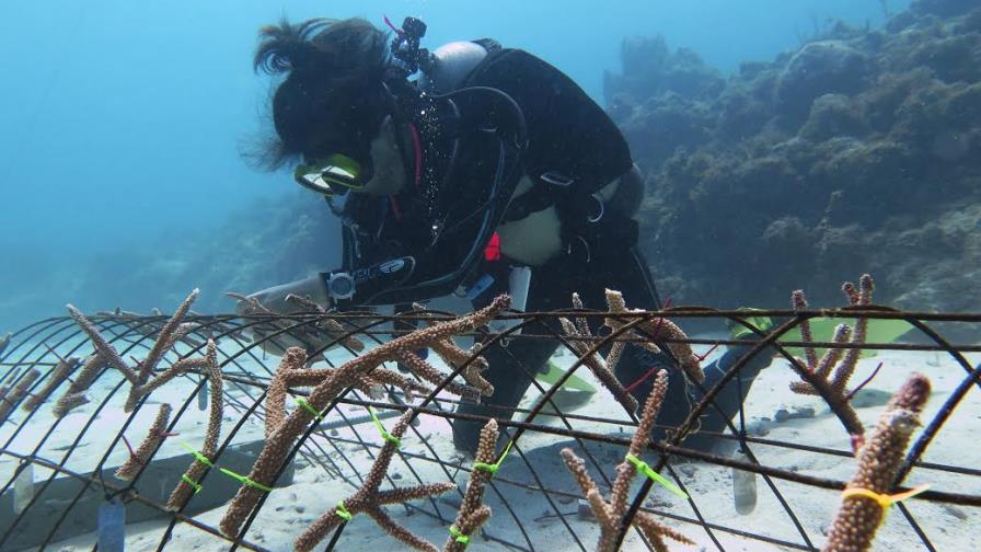 Tropigas instala vivero en Boca Chica