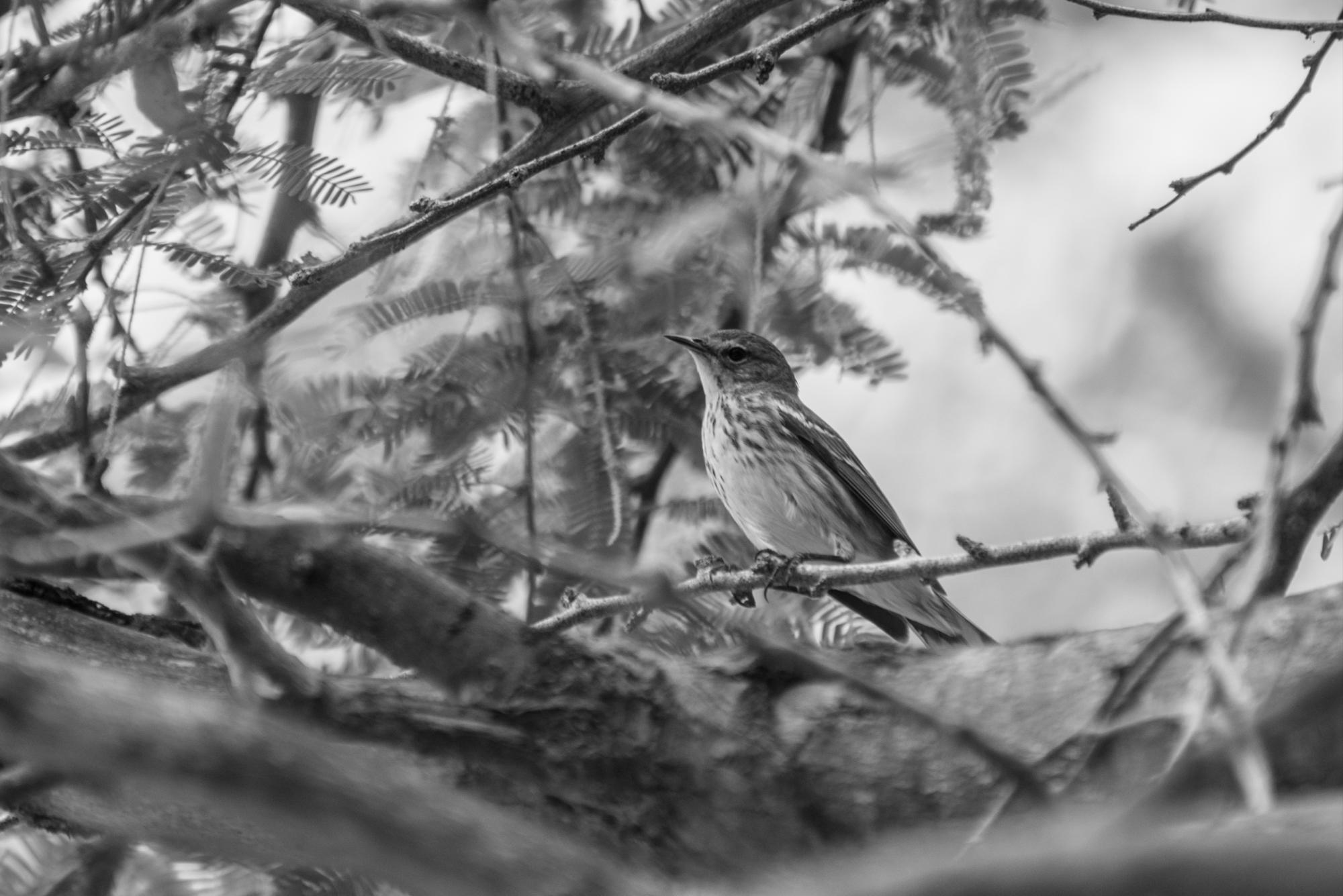 Ciguita Tigrina, Setophaga tigrina, un de las tantas especies que se pueden observar en Dajabón.