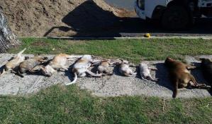 Hallan cuatro perros muertos próximo al Mirador Sur