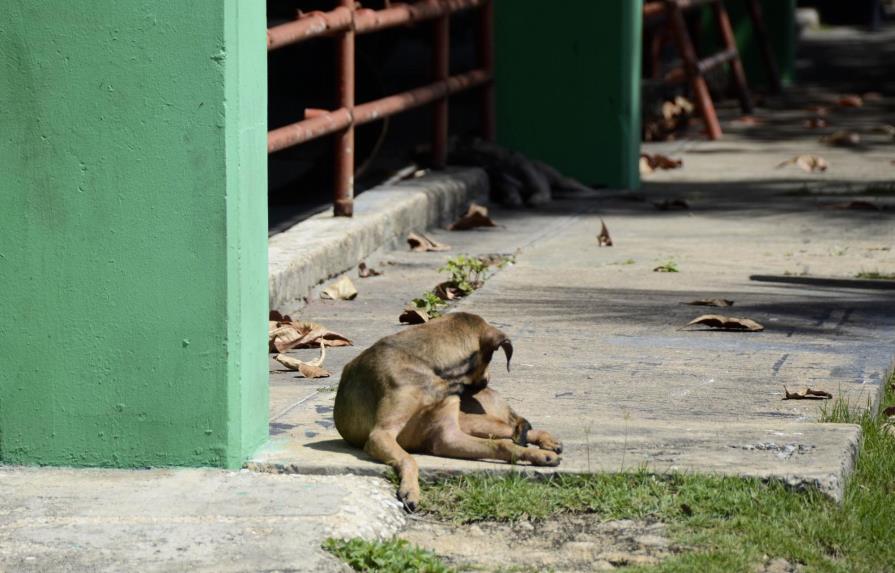 Gobernador de la Feria Ganadera cree que envenenamiento de perros y gatos pudo ser retaliación