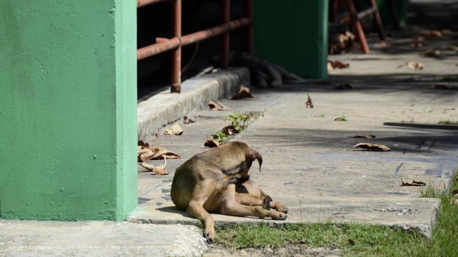 Gobernador de la Feria Ganadera cree que envenenamiento de perros y gatos pudo ser retaliación Gobernador de la Feria Ganadera cree que envenenamiento de perros y gatos pudo ser retaliación