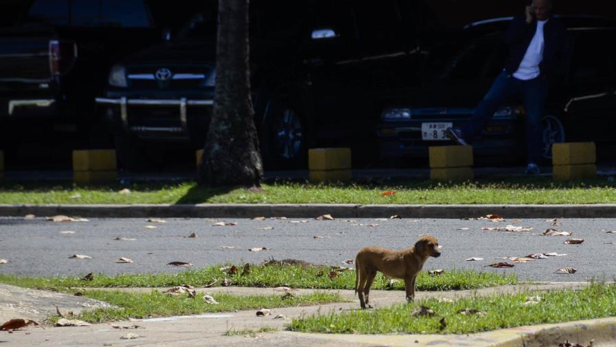 A cuatro años de la ley de protección animal el Estado no ha creado un solo albergue