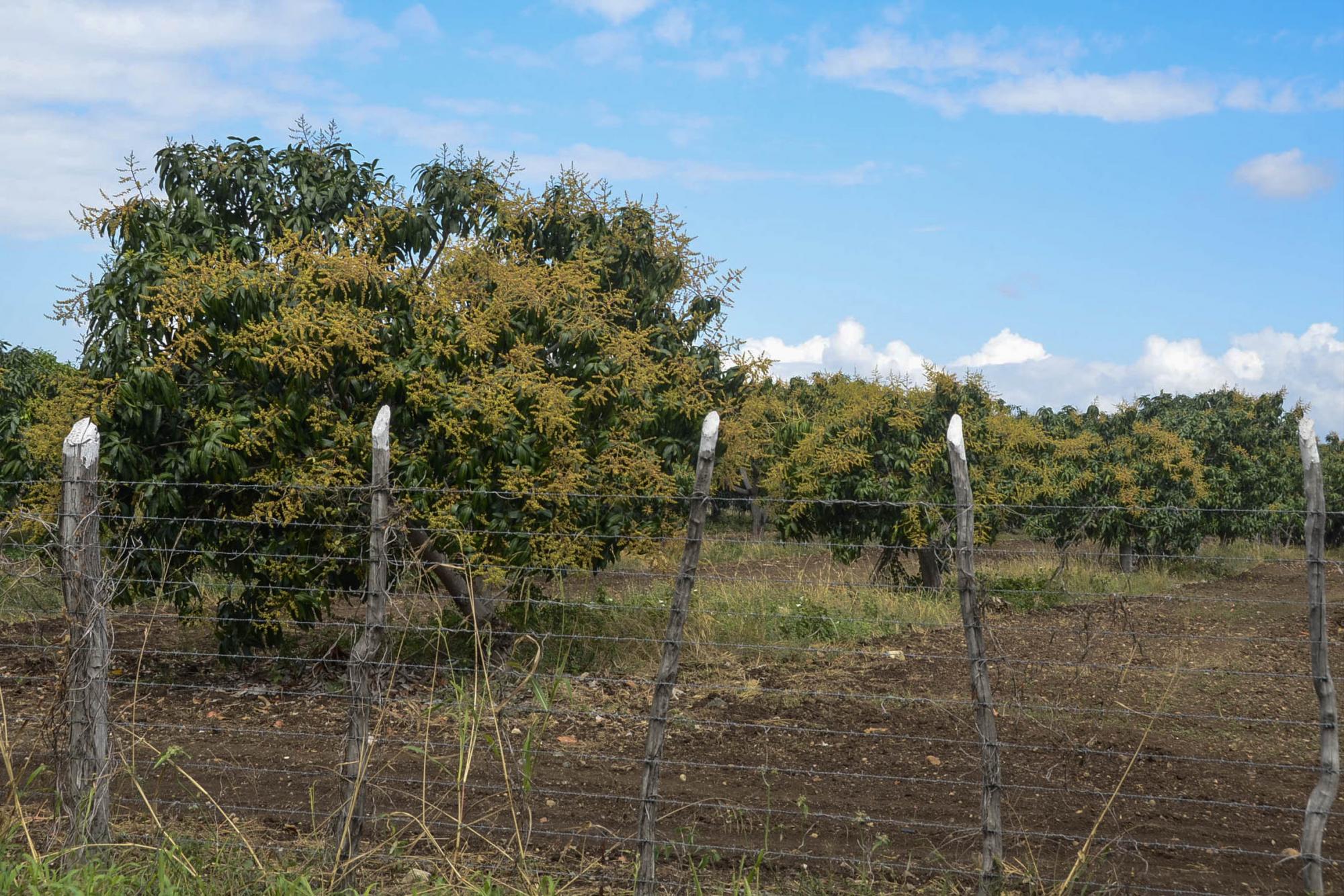 Una finca de mangos con la tierra seca por la falta de agua.