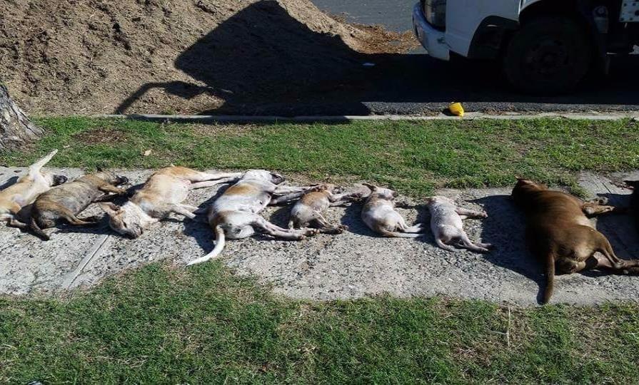 Patronato de la Ciudad Ganadera se desliga de muerte de perros y gatos 