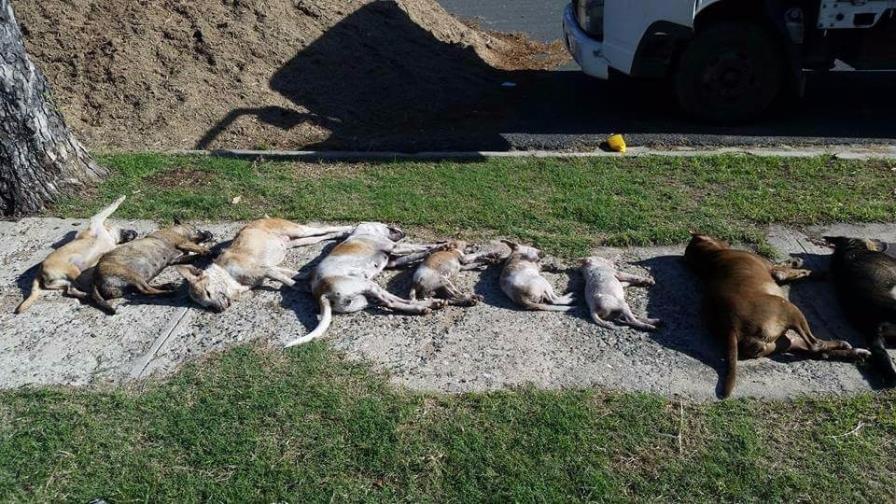 Patronato de la Ciudad Ganadera se desliga de muerte de perros y gatos Patronato de la Ciudad Ganadera se desliga de muerte de perros y gatos