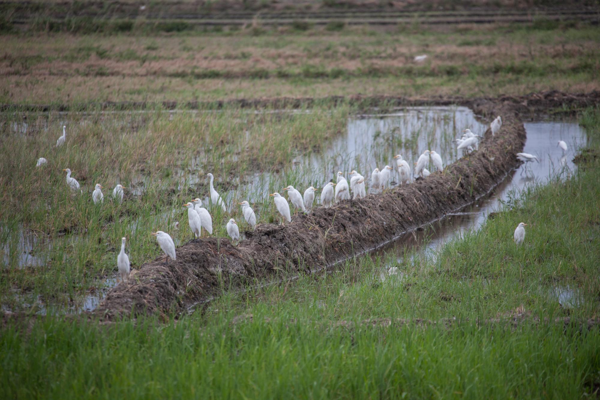 También es común verlas entre arrozales, donde comen y beben agua. Este grupo permanece cerca de sus nidos.