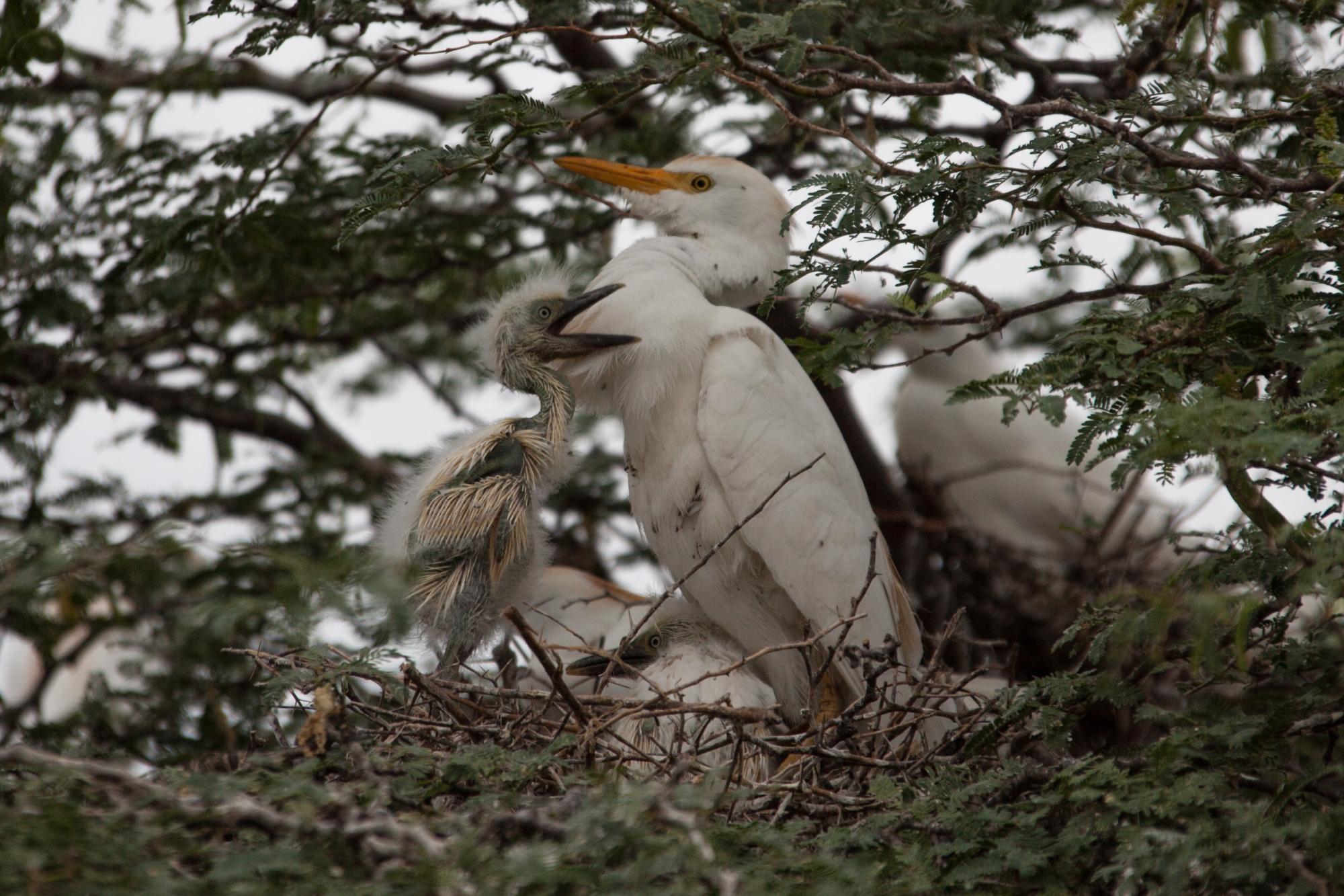 Un pichón pide comida mientras otro permanece tranquilo en el nido.