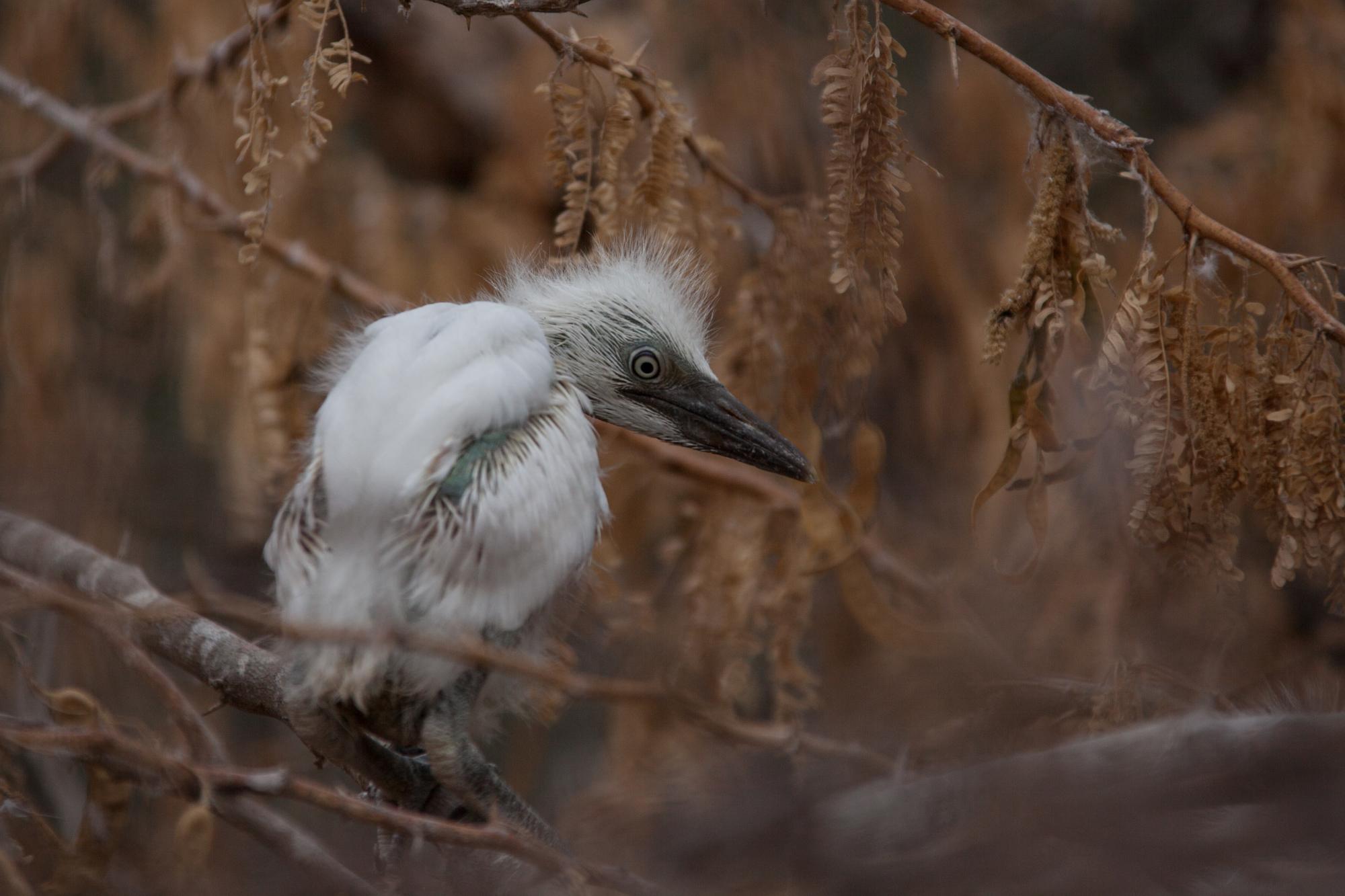 Un pichón, ya con plumas, se aventura a salir del nido y andar por las ramas.