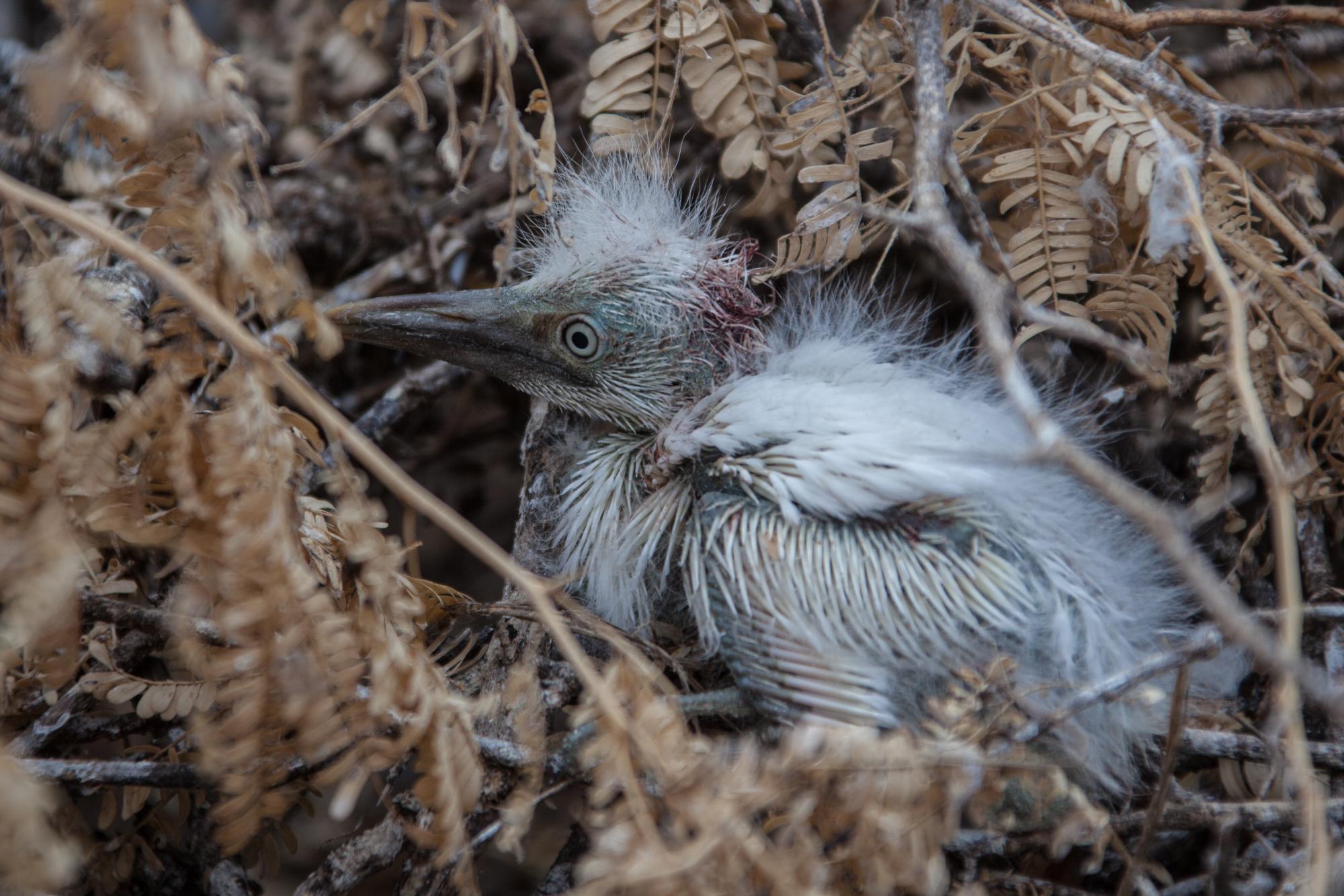 Lo pichones suelen pelear por espacio y alimento. Este sangra de la cabeza al ser atacado por su hermano.