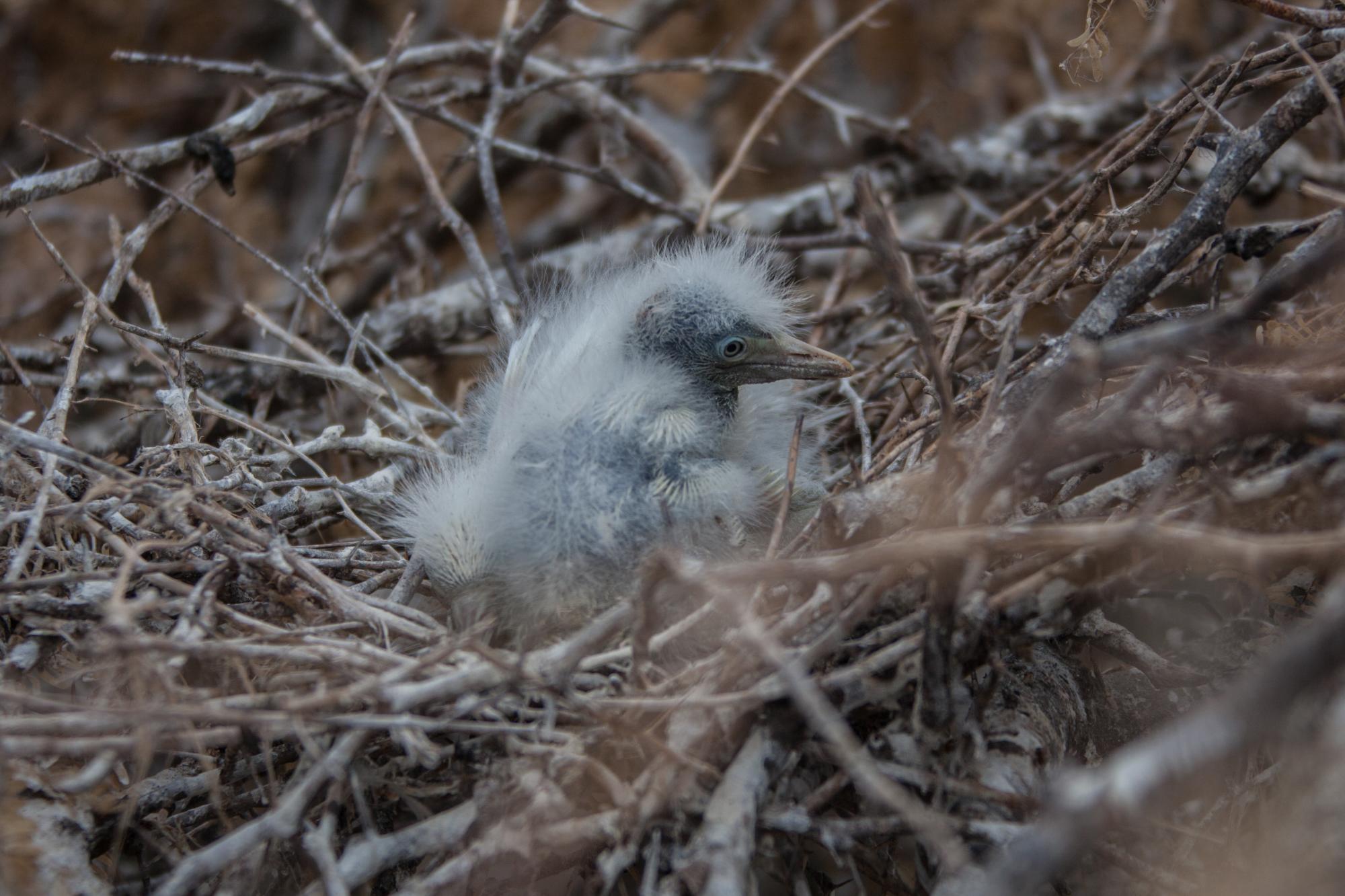 Un pichón de pocos días de nacido espera por su madre para ser alimentado.