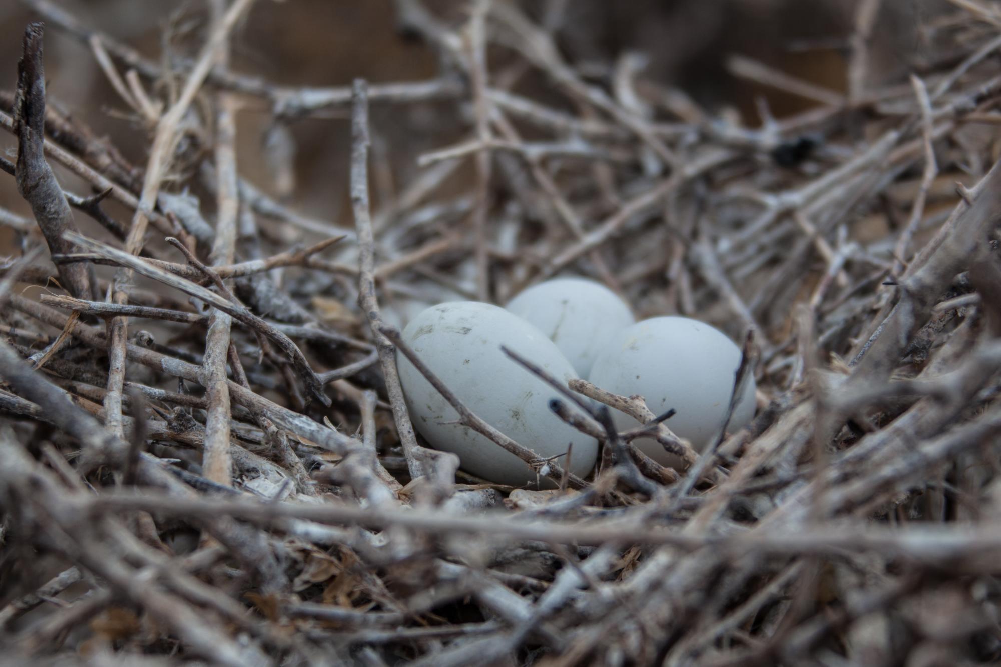 En este nido se puede observar tres huevos mientras la madre se aleja para alimentarse.