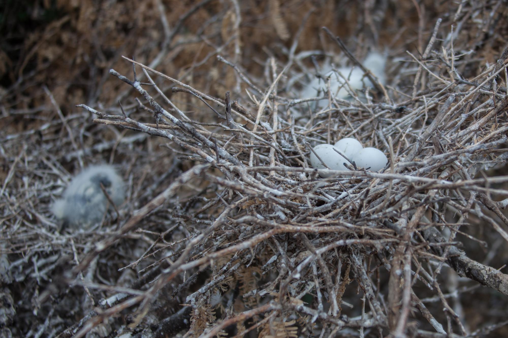 Los nidos se hacen en plataformas hechas con ramas muy cercanas entre sí.
