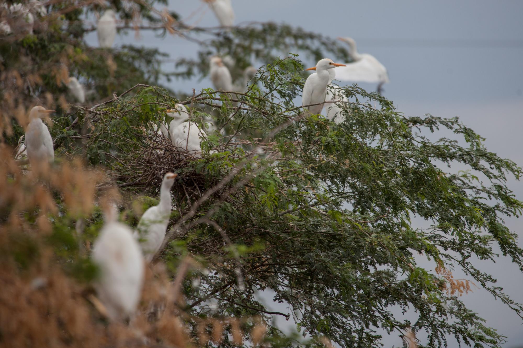 En esta foto se puede ver una madre empollando.