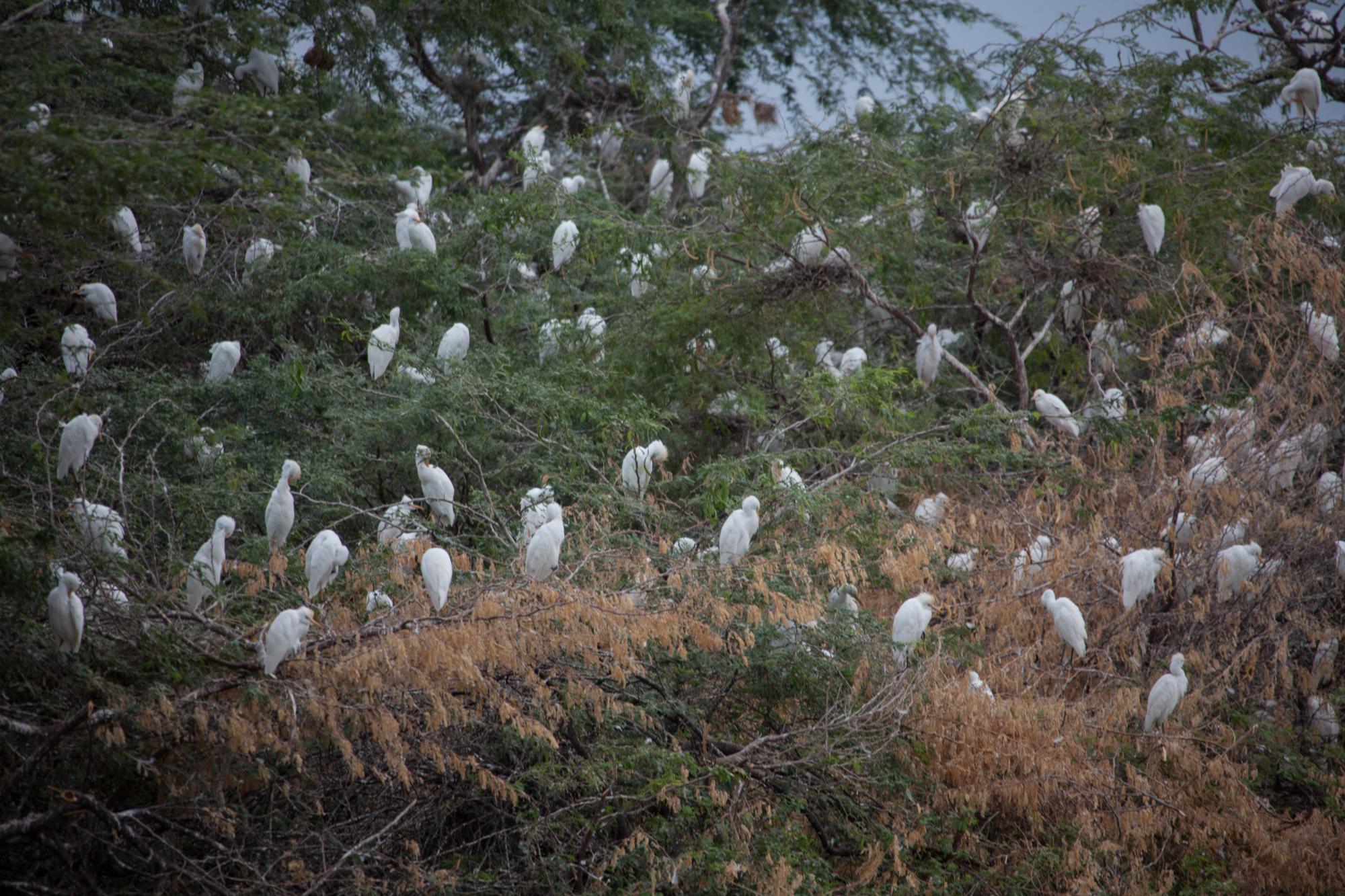 Un grupo de garzas ganaderas colman un árbol donde anidan.