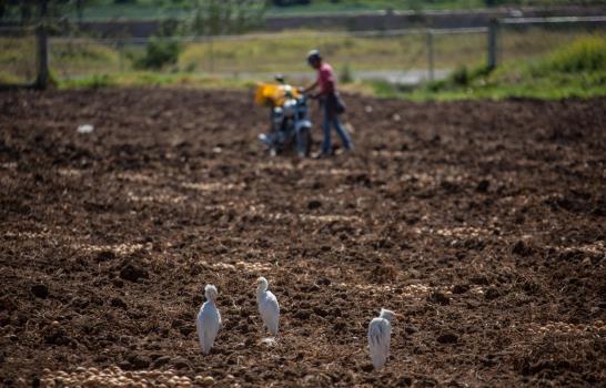La garza ganadera cumple 60 años en La Hispaniola La garza ganadera cumple 60 años en La Hispaniola