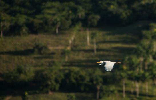 La garza ganadera cumple 60 años en La Hispaniola La garza ganadera cumple 60 años en La Hispaniola