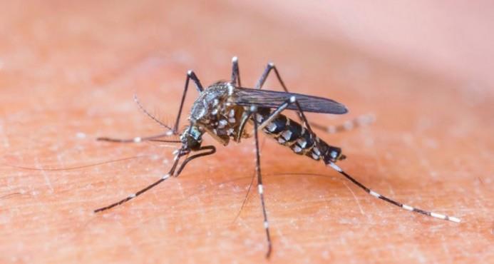 Atienden 146 casos de dengue en un hospital de Santiago