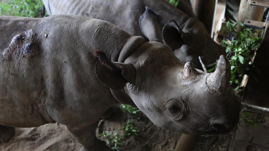 Cría de rinoceronte prospera en un refugio surafricano