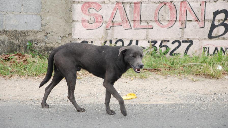 ¿Sabías que abandonar un animal atropellado está penado por ley?