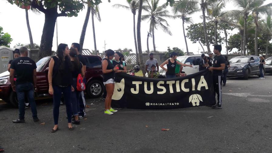 Activistas piden al Gobierno construir albergue para animales de la calle
