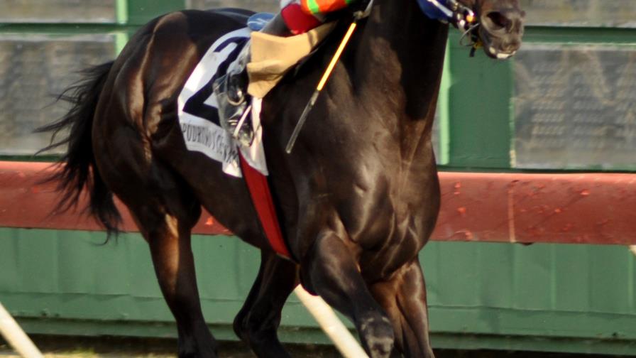 Hernández, Jiménez y San Antonio lideran la hípica dominicana