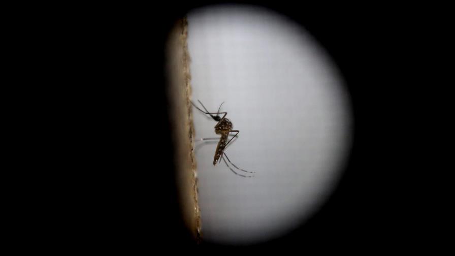 Expertos se reúnen para analizar el estado del brote de zika en Latinoamérica