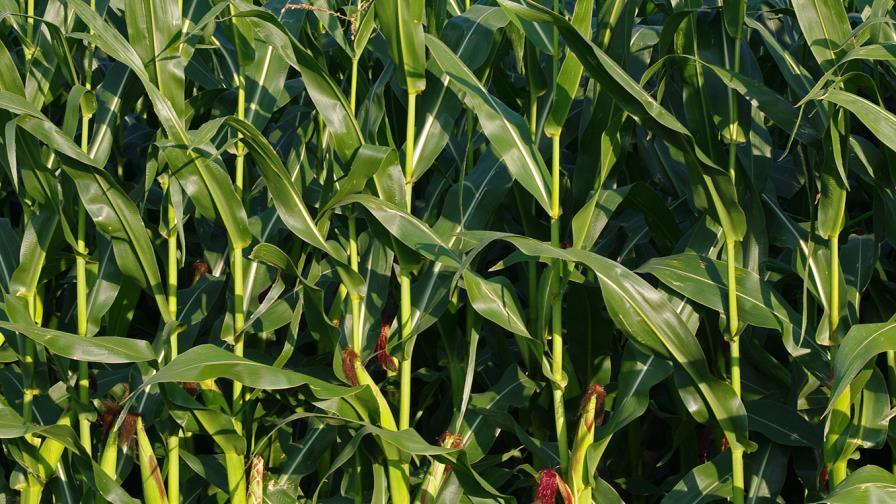 Estudio dice se ha subestimado relación entre cambio climático y agricultura