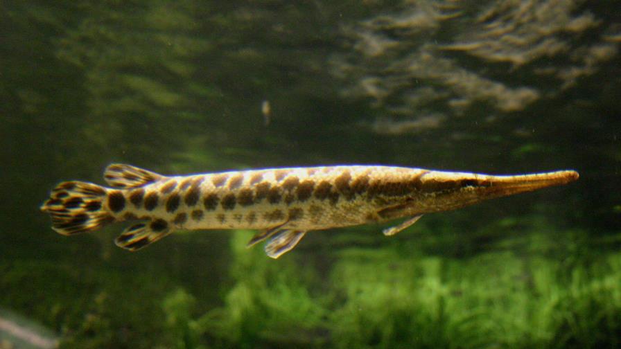 Secuencian el genoma de un ‘fósil viviente’ útil para enfermedades humanas