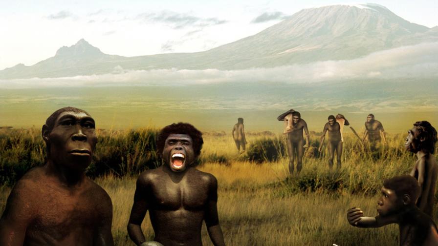 La carne y los instrumentos de piedra afectaron a la masticación en homínidos