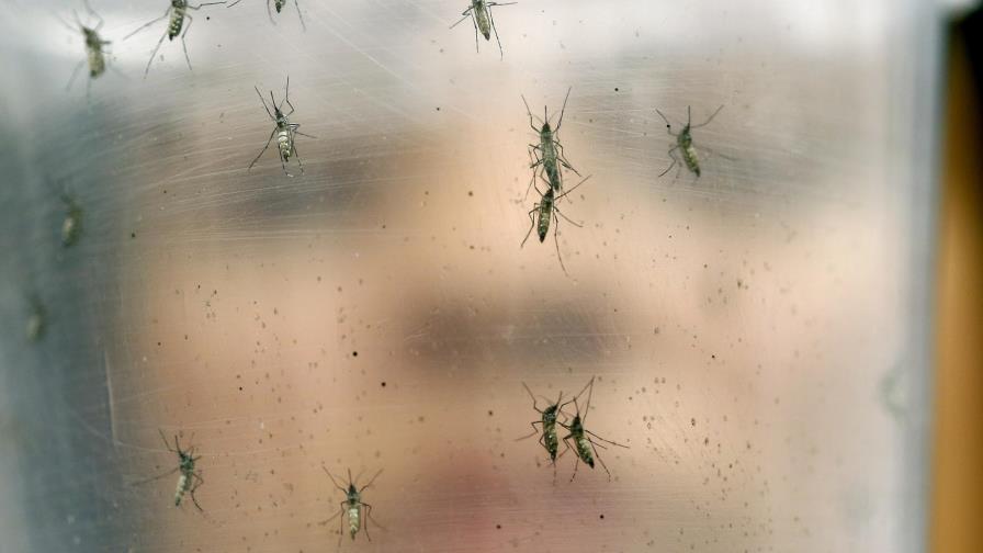Lo que debes saber sobre la propuesta que frenaría la propagación del zika