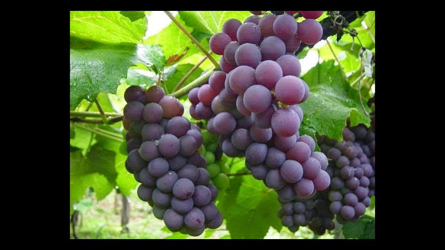 Estudio revela potencial del vino de Neyba en República Dominicana