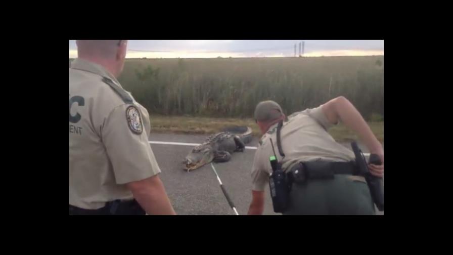 VIDEO: Un gran caimán paraliza el tráfico en una carretera de Florida