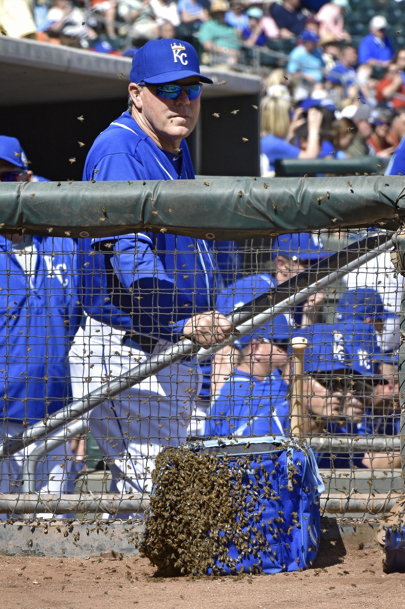 El mánager Ned Yost observa el enjambre. 