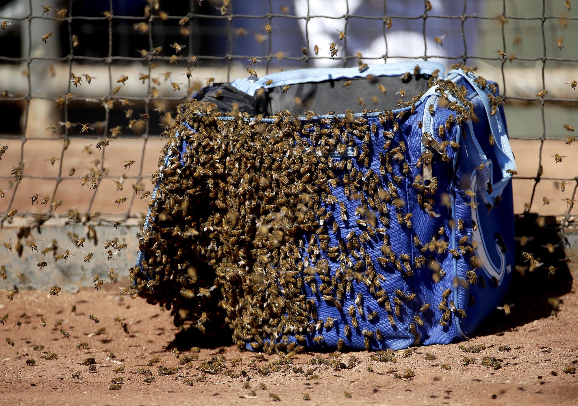 Un enjambre de abejas vuelan sobre un bulto cerca del dugout de los Reales de Kansas City en el segundo episodio de un partido contra los Rockies de Colorado el pasado 8 de marzo en Surprise, Arizona.