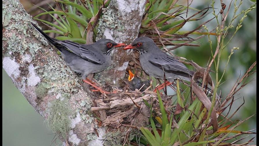 Zorzales criollos en el campus de Unibe Zorzales criollos en el campus de Unibe